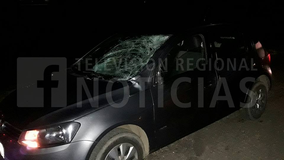 Milagro en autopista: dos autos impactaron contra una manada de vacas