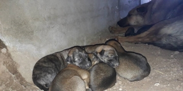 Ocho perritos nacieron en el basural de Clarke y se necesita tránsito urgente