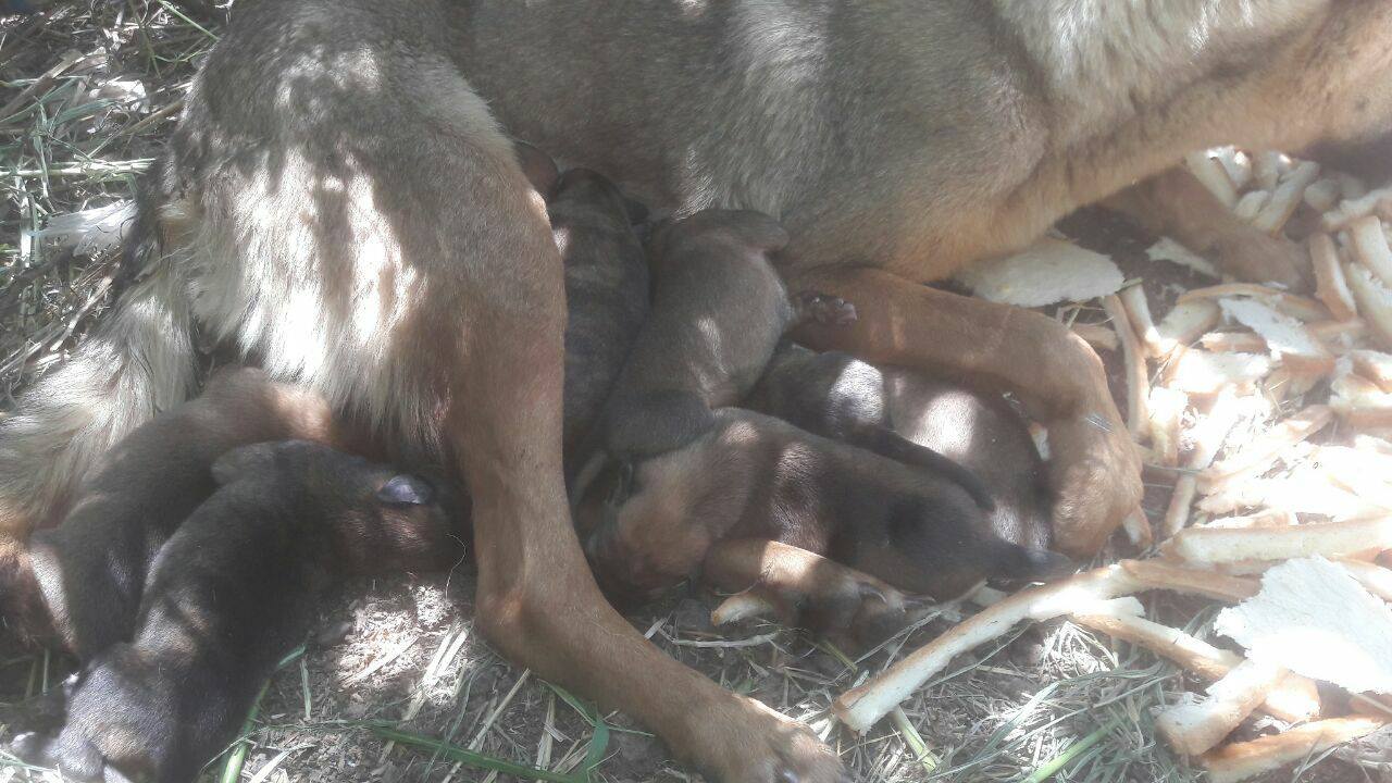 Ocho perritos nacieron en el basural de Clarke y se necesita tránsito urgente