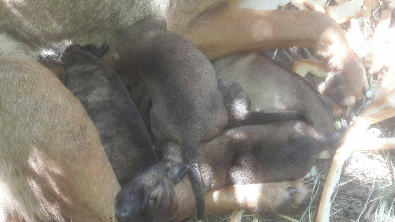 Ocho perritos nacieron en el basural de Clarke y se necesita tránsito urgente