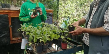 A colaborar: venta de plantines en la escuela especial de San Genaro