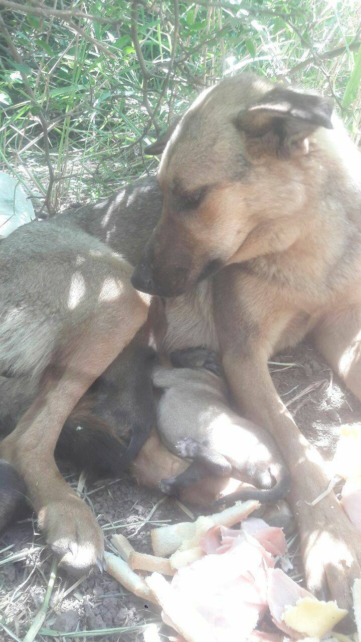 Ocho perritos nacieron en el basural de Clarke y se necesita tránsito urgente