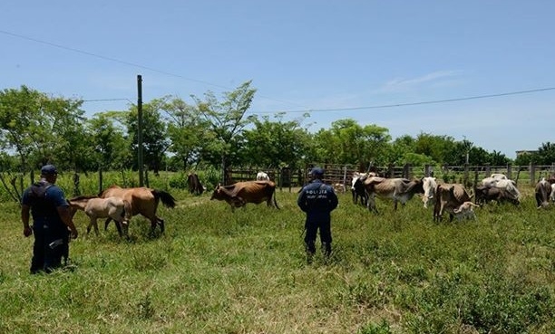 San Genaro: cayó una banda que robaba animales en campos de la región