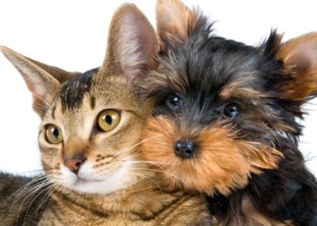 Barrancas sumará este sábado una nueva jornada de castración