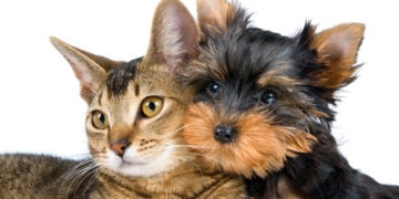 Barrancas sumará este sábado una nueva jornada de castración