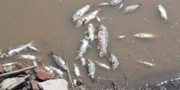 Tomaron muestras del rio Carcarañá por la gran mortandad de peces