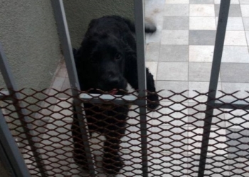 Totoras: varios perros perdidos como consecuencia de la pirotecnia