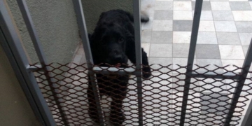 Totoras: varios perros perdidos como consecuencia de la pirotecnia