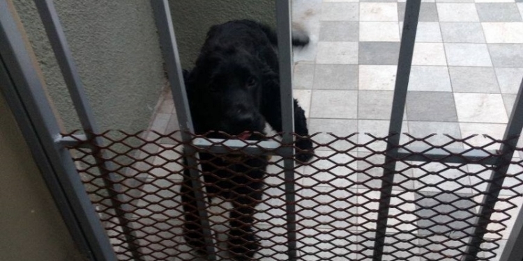 Totoras: varios perros perdidos como consecuencia de la pirotecnia