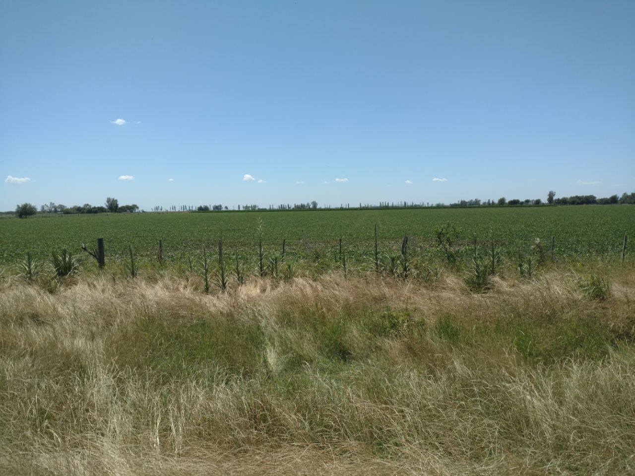 San Genaro: un auto volcó y terminó en el campo