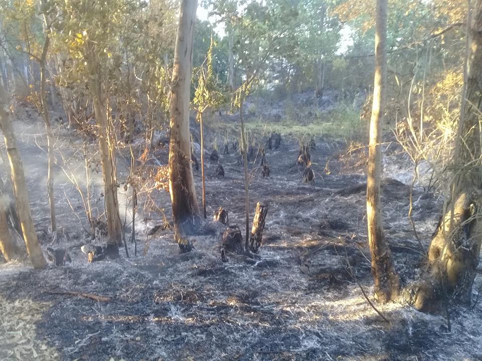 Andino: varios incendios intencionales afectaron la Reserva Natural