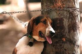 Denuncian maltrato animal en San Genaro