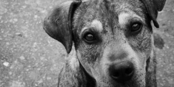 Totoras: se evitó el nacimiento de 2000 crías indeseadas