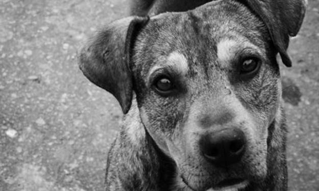 Totoras: se evitó el nacimiento de 2000 crías indeseadas