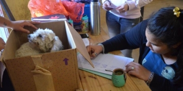 Primera castración del año en Timbúes totalmente gratis