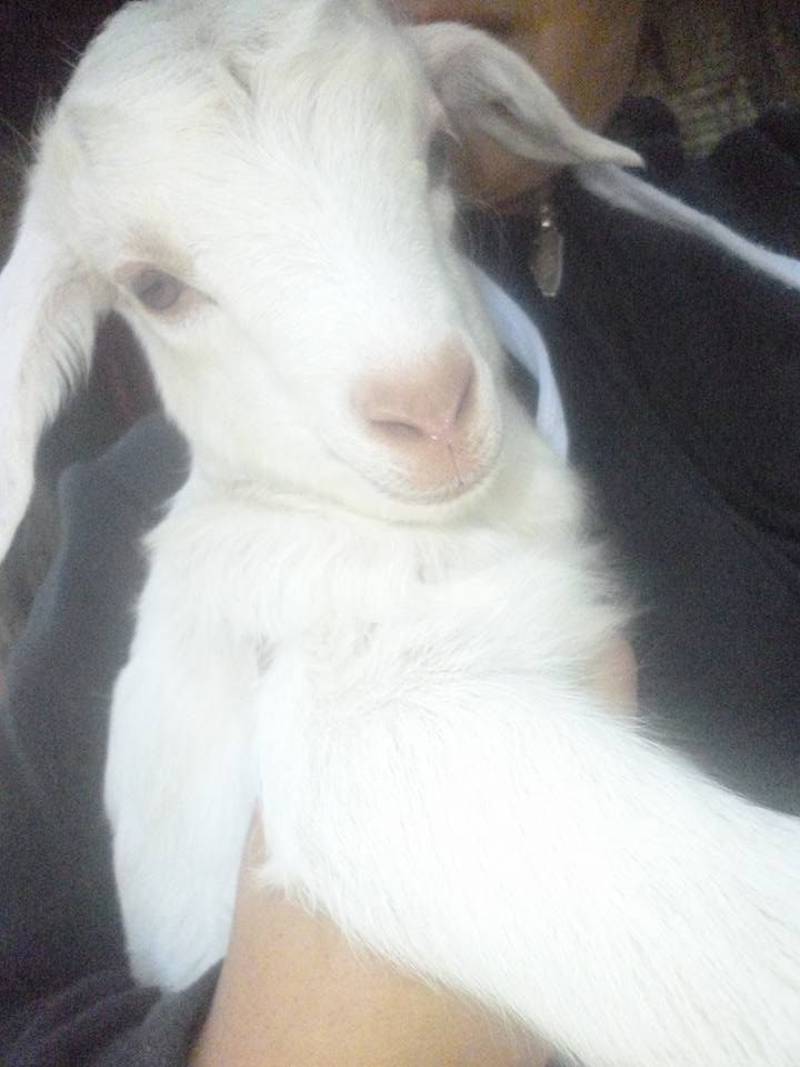 Crió a sus chivitos como mascotas y se los robaron