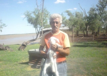 Crió a sus chivitos como mascotas y se los robaron