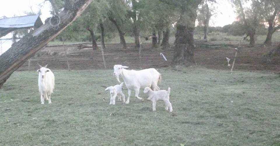 Crió a sus chivitos como mascotas y se los robaron