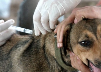 Maciel: la campaña de vacunación antirrábica vuelve a las calles