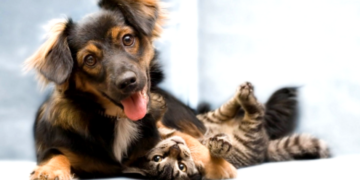 Jornada de castración gratuita en San Genaro