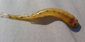 Aseguran que no hay peces «vampiro» en el río Paraná