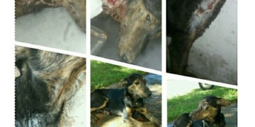 Clarke: le salvaron la vida a «India Lola» y ahora buscan adoptante