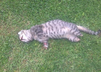 Horror en Totoras: hallaron un gato al que le mutilaron sus cuatro patas