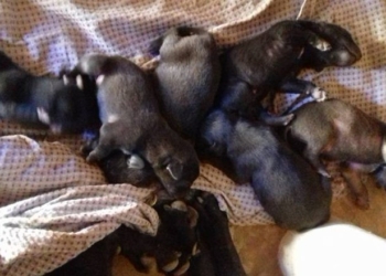 Una perra dio a luz a nueve cachorros que están en la calle y buscan hogar