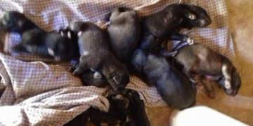 Una perra dio a luz a nueve cachorros que están en la calle y buscan hogar