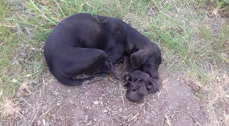 Una perra dio a luz a nueve cachorros que están en la calle y buscan hogar