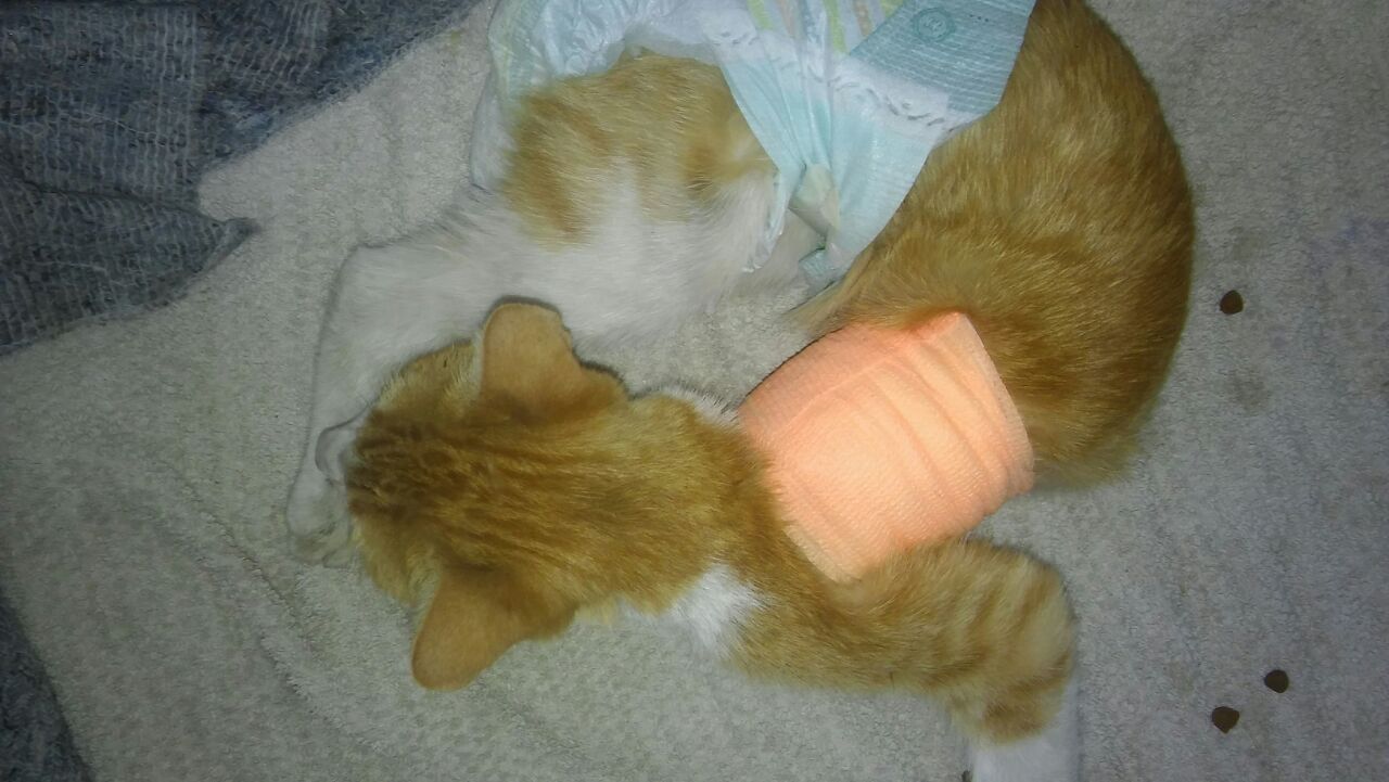 Centeno: encontraron mal herida a una gatita, fue operada y busca una familia