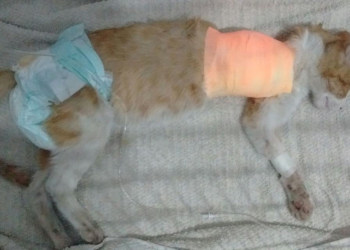 Centeno: encontraron mal herida a una gatita, fue operada y busca una familia