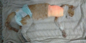 Centeno: encontraron mal herida a una gatita, fue operada y busca una familia