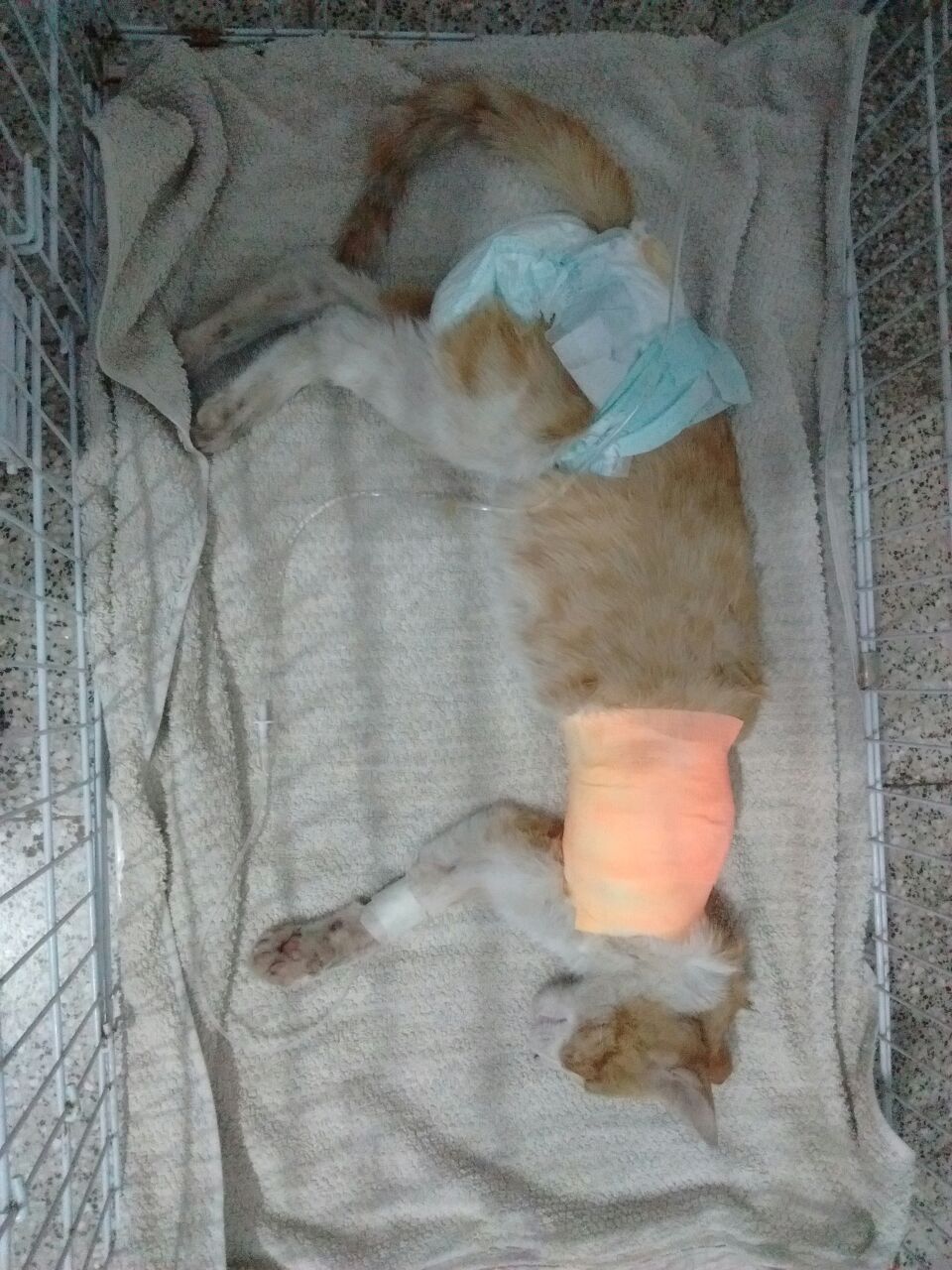 Centeno: encontraron mal herida a una gatita, fue operada y busca una familia