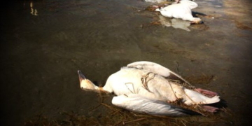 Detenidos y secuestro de armas por caza indiscriminada de gansos