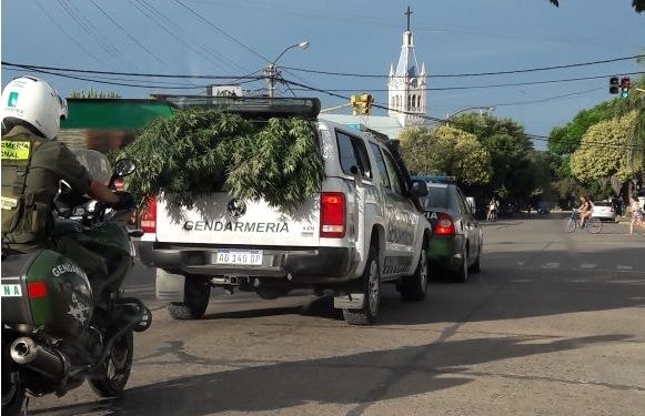 Totoras: Gendarmería secuestró una gigantesca planta de marihuana