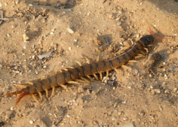 Recomendaciones ante la aparición del ciempiés venenoso en la región