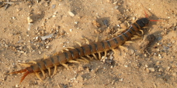 Recomendaciones ante la aparición del ciempiés venenoso en la región