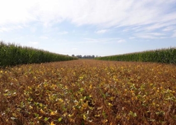 Jornada en el INTA Oliveros: “Gestionando los sistemas productivos sustentables”