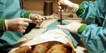 Ya pueden solicitarse turnos para nuevas castraciones en Barrancas