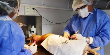 Andino: realizarán dos jornadas de castraciones semanales