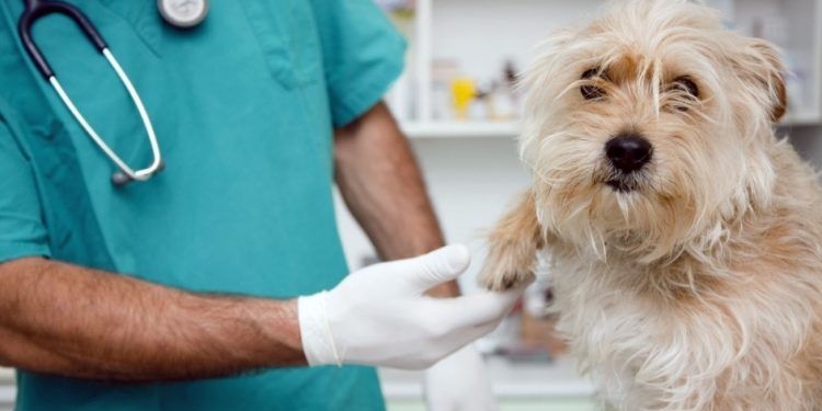 Nueva jornada de castración de mascotas en Oliveros