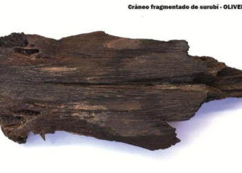 Hallaron en Oliveros el fósil prehistórico de un surubí