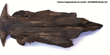 Hallaron en Oliveros el fósil prehistórico de un surubí