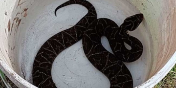 Encontraron una yarará en Solares del Carcarañá