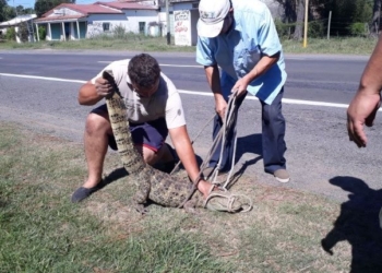 Sorpresa: apareció un Yacaré a la vera de la Ruta 11