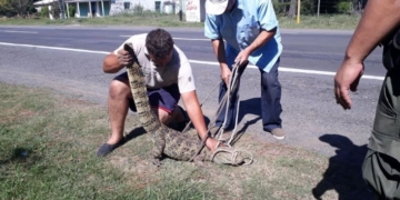 Sorpresa: apareció un Yacaré a la vera de la Ruta 11