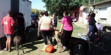 Campaña de esterilización gratuita en Clarke