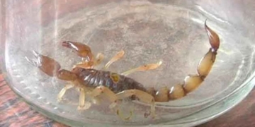 Cómo actuar ante la presencia o picadura de un alacrán