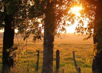 Legisladores apuntan a proteger y fomentar la plantación de árboles